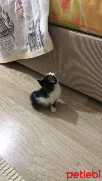 Tekir Kedi, Kedi  Kirpi fotoğrafı