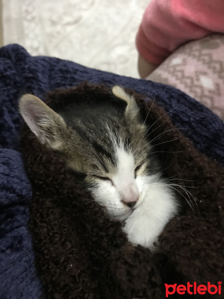 Tekir Kedi, Kedi  Kirpi fotoğrafı
