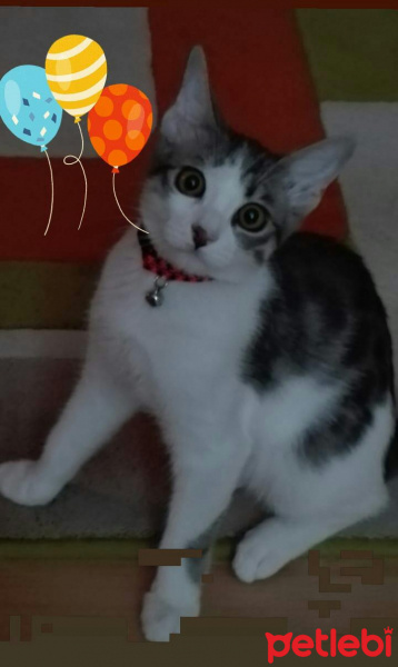 Tekir Kedi, Kedi  Boncuk fotoğrafı