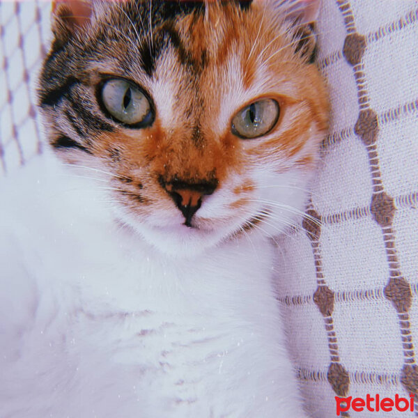 Tekir Kedi, Kedi  Cindy fotoğrafı