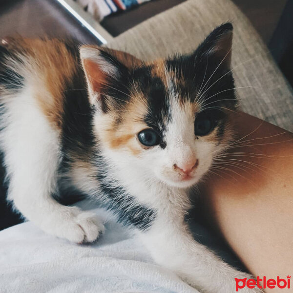 Tekir Kedi, Kedi  Michelle fotoğrafı