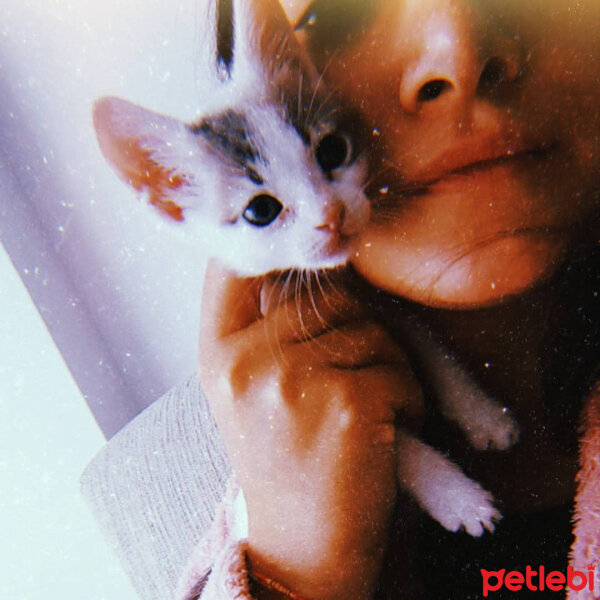 Tekir Kedi, Kedi  Fiona fotoğrafı