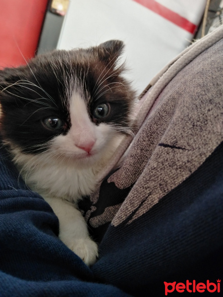 Tekir Kedi, Kedi  Cesur fotoğrafı