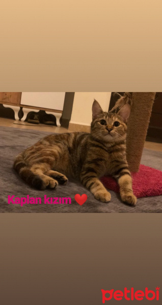Tekir Kedi, Kedi  Nalan fotoğrafı