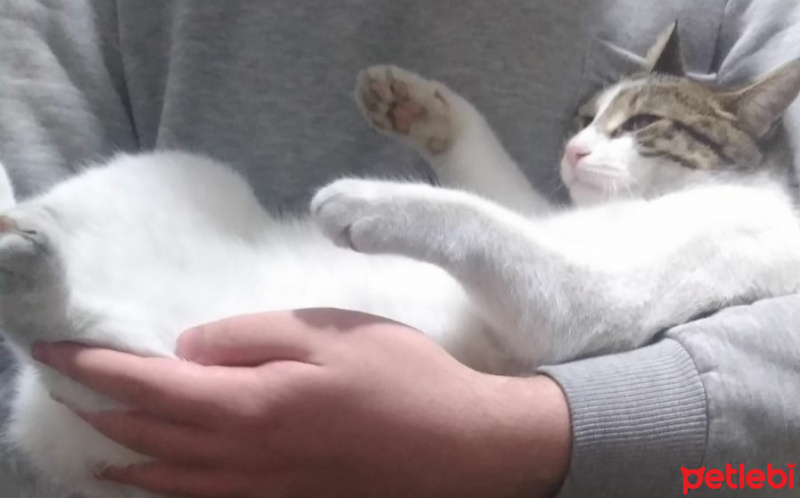 Tekir Kedi, Kedi  Shireen fotoğrafı