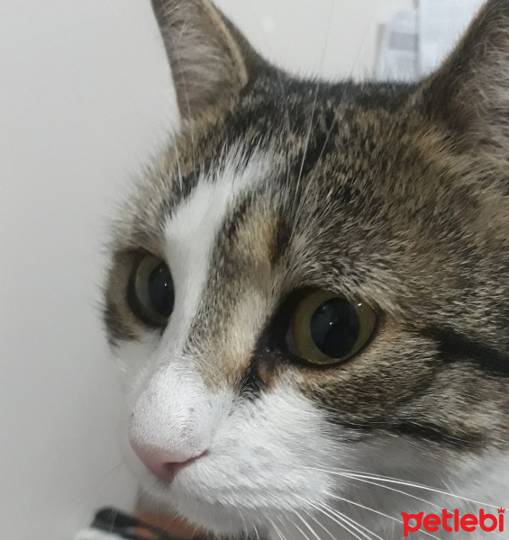 Tekir Kedi, Kedi  Shireen fotoğrafı