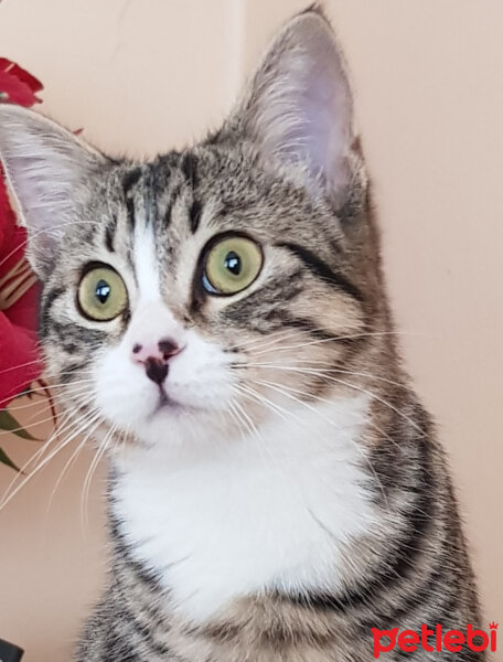 Tekir Kedi, Kedi  mia fotoğrafı