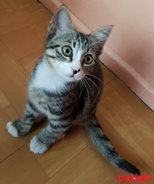 Tekir Kedi, Kedi  mia fotoğrafı