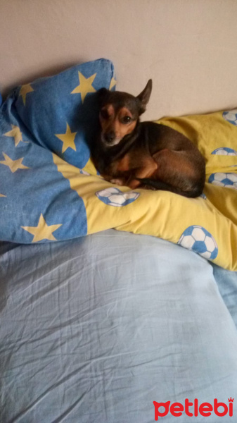 Doberman Pinscher, Köpek  Makarna fotoğrafı