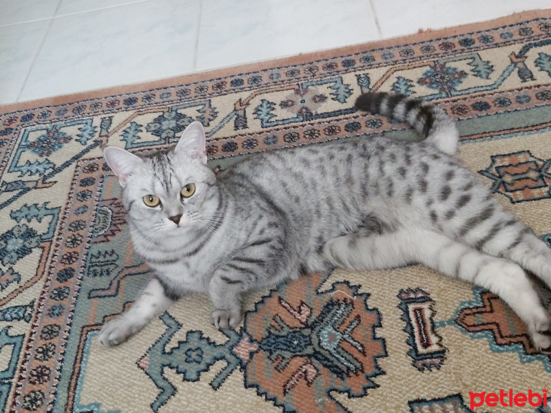 British Shorthair, Kedi  Zeyna fotoğrafı