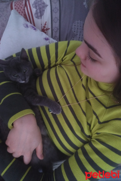 Tekir Kedi, Kedi  Kivçik fotoğrafı