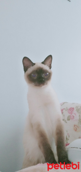 Siyam Kedisi, Kedi  MİLA fotoğrafı