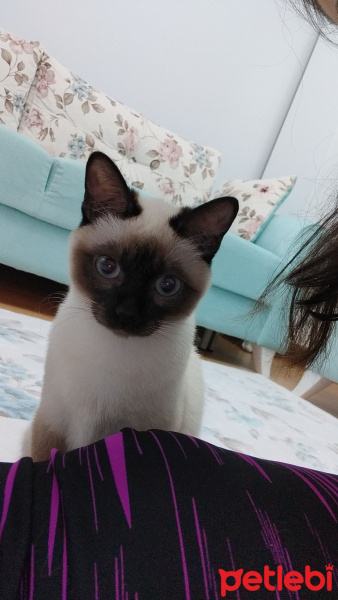 Siyam Kedisi, Kedi  MİLA fotoğrafı