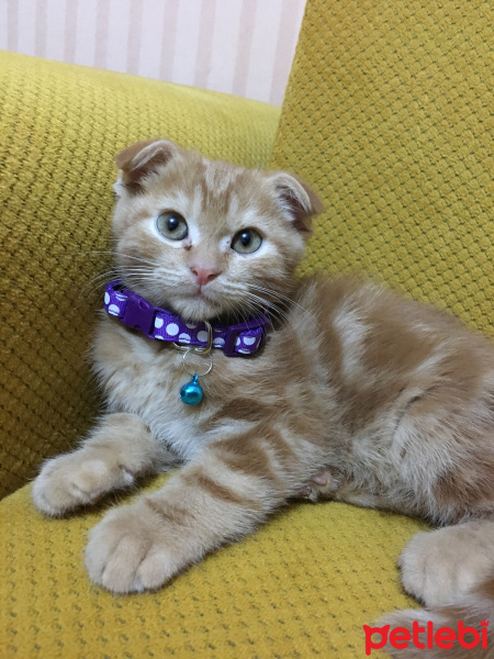 Scottish Fold, Kedi  Kaju fotoğrafı