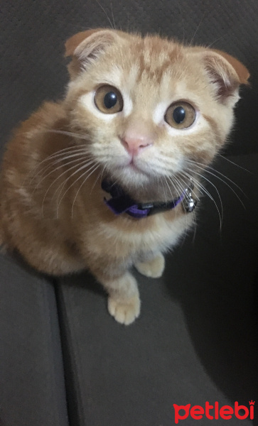 Scottish Fold, Kedi  Kaju fotoğrafı