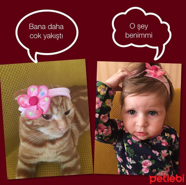 Scottish Fold, Kedi  Kaju fotoğrafı