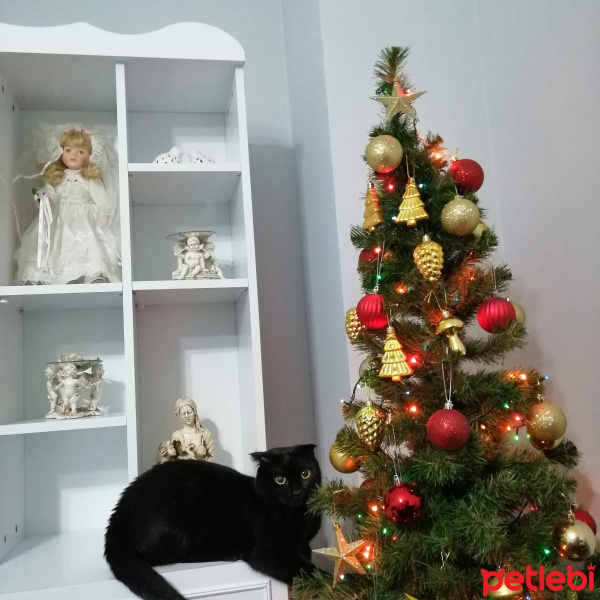 Scottish Fold, Kedi  Sirius fotoğrafı