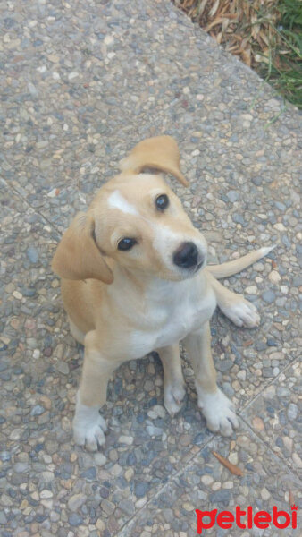 Beagle, Köpek  Gofret fotoğrafı