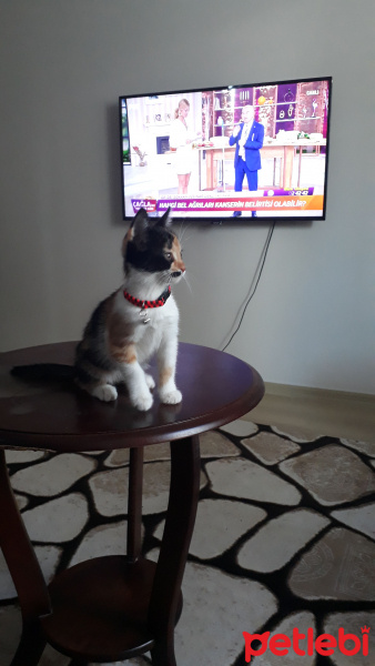 Tekir Kedi, Kedi  ZİLLİ fotoğrafı