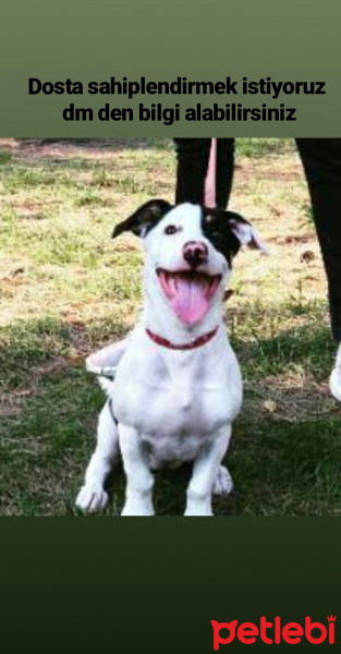 Jack Russell Terrier, Köpek  Çarşı fotoğrafı