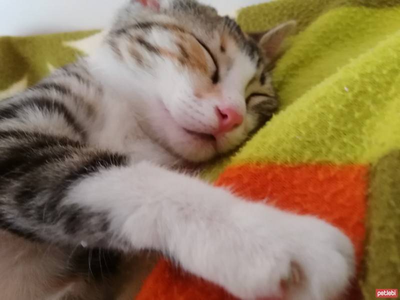 Tekir Kedi, Kedi  Maya fotoğrafı