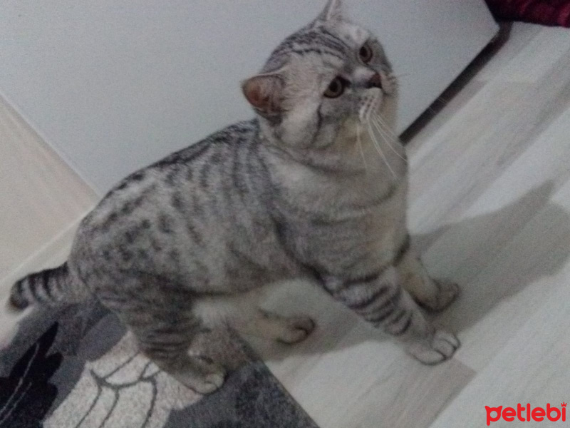 British Shorthair, Kedi  Piko fotoğrafı