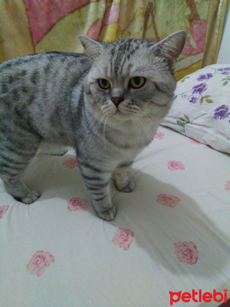 British Shorthair, Kedi  Piko fotoğrafı
