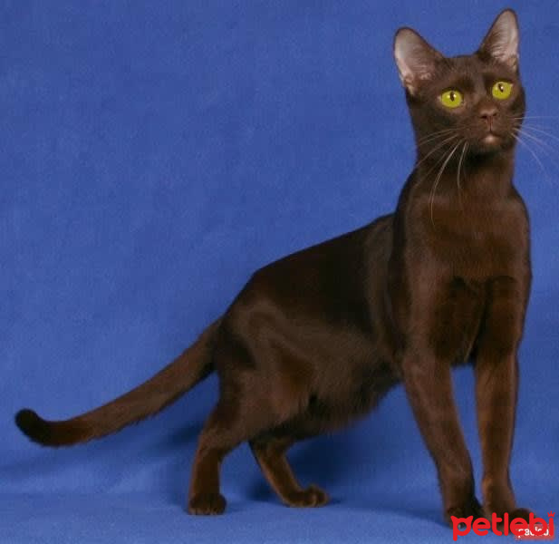 Havana Brown, Kedi  yeni doğum fotoğrafı