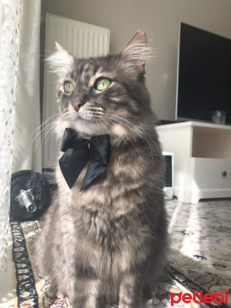 Norwegian Forest, Kedi  Anahan fotoğrafı