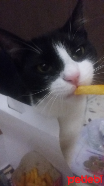 Tuxedo (Smokin) Kedi, Kedi  Churchill fotoğrafı