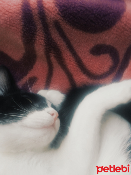 Tuxedo (Smokin) Kedi, Kedi  Churchill fotoğrafı