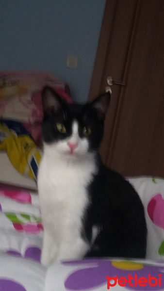 Tuxedo (Smokin) Kedi, Kedi  Churchill fotoğrafı