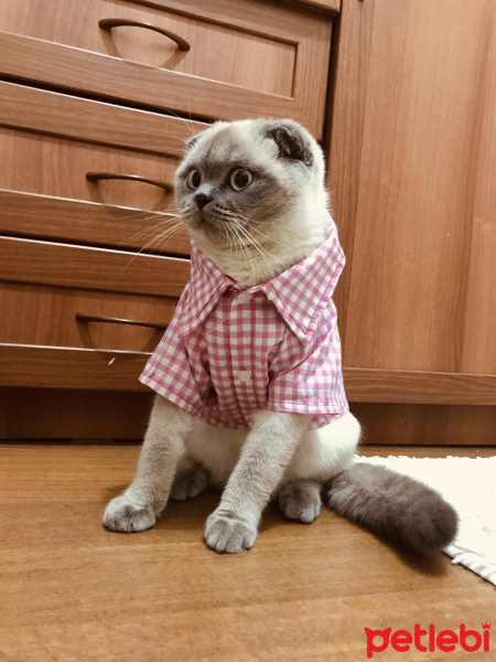 Scottish Fold, Kedi  Liza fotoğrafı