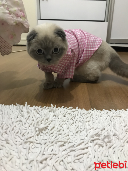 Scottish Fold, Kedi  Liza fotoğrafı