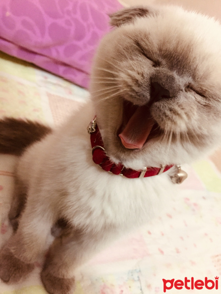 Scottish Fold, Kedi  Liza fotoğrafı