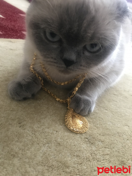 Scottish Fold, Kedi  Liza fotoğrafı