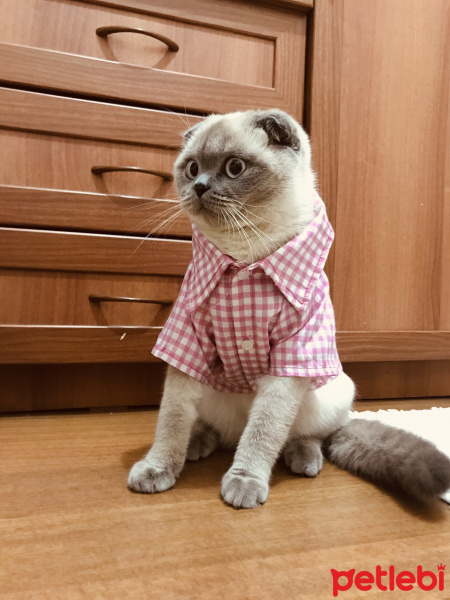 Scottish Fold, Kedi  Liza fotoğrafı