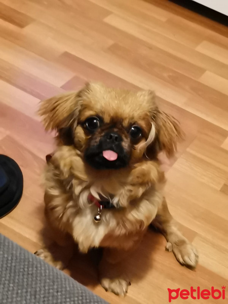 Pekingese, Köpek  Paşa fotoğrafı