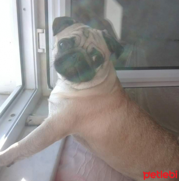 Pug, Köpek  Richi fotoğrafı