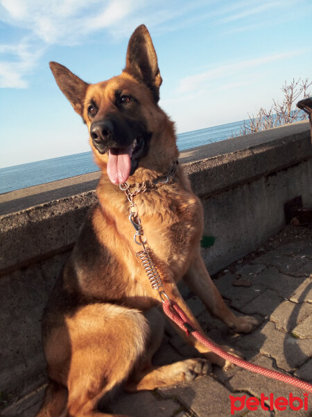 Alman Çoban Köpeği, Köpek  MAYA fotoğrafı