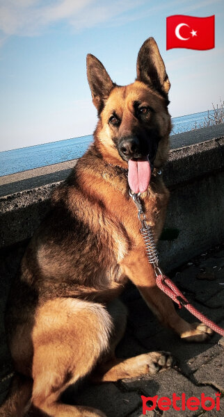 Alman Çoban Köpeği, Köpek  MAYA fotoğrafı