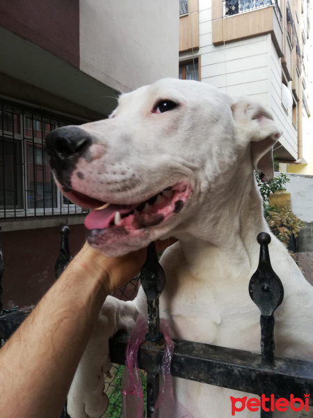 Dogo Arjantin, Köpek  Tayga fotoğrafı