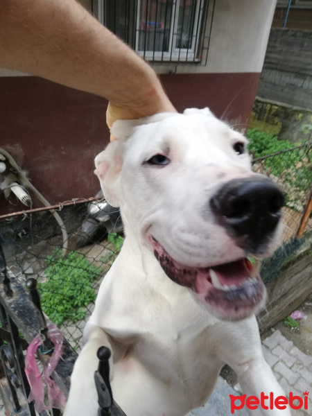 Dogo Arjantin, Köpek  Tayga fotoğrafı