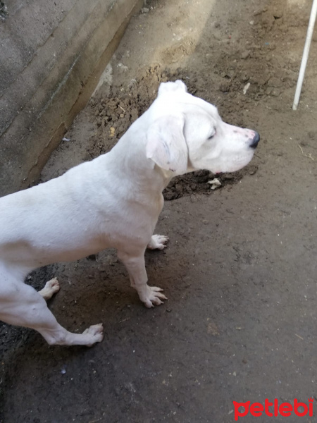 Dogo Arjantin, Köpek  Tayga fotoğrafı