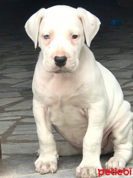 Dogo Arjantin, Köpek  Tayga fotoğrafı