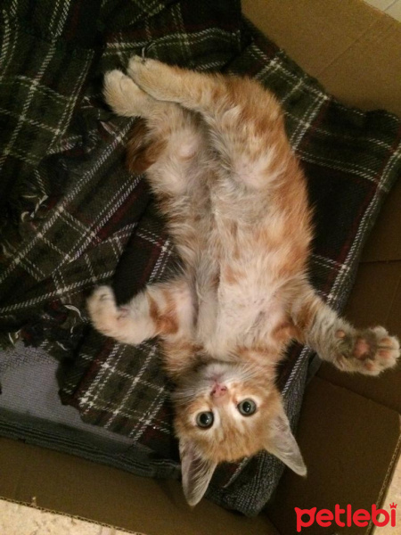 Tekir Kedi, Kedi  Limon fotoğrafı