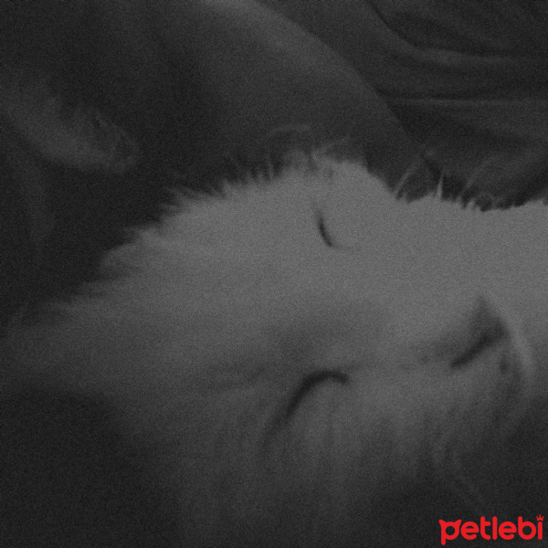 Tekir Kedi, Kedi  Marla fotoğrafı