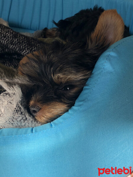 Yorkshire Terrier, Köpek  Alex fotoğrafı