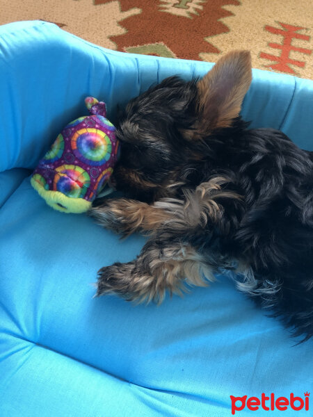 Yorkshire Terrier, Köpek  Alex fotoğrafı