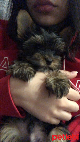 Yorkshire Terrier, Köpek  Alex fotoğrafı